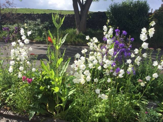 garden1