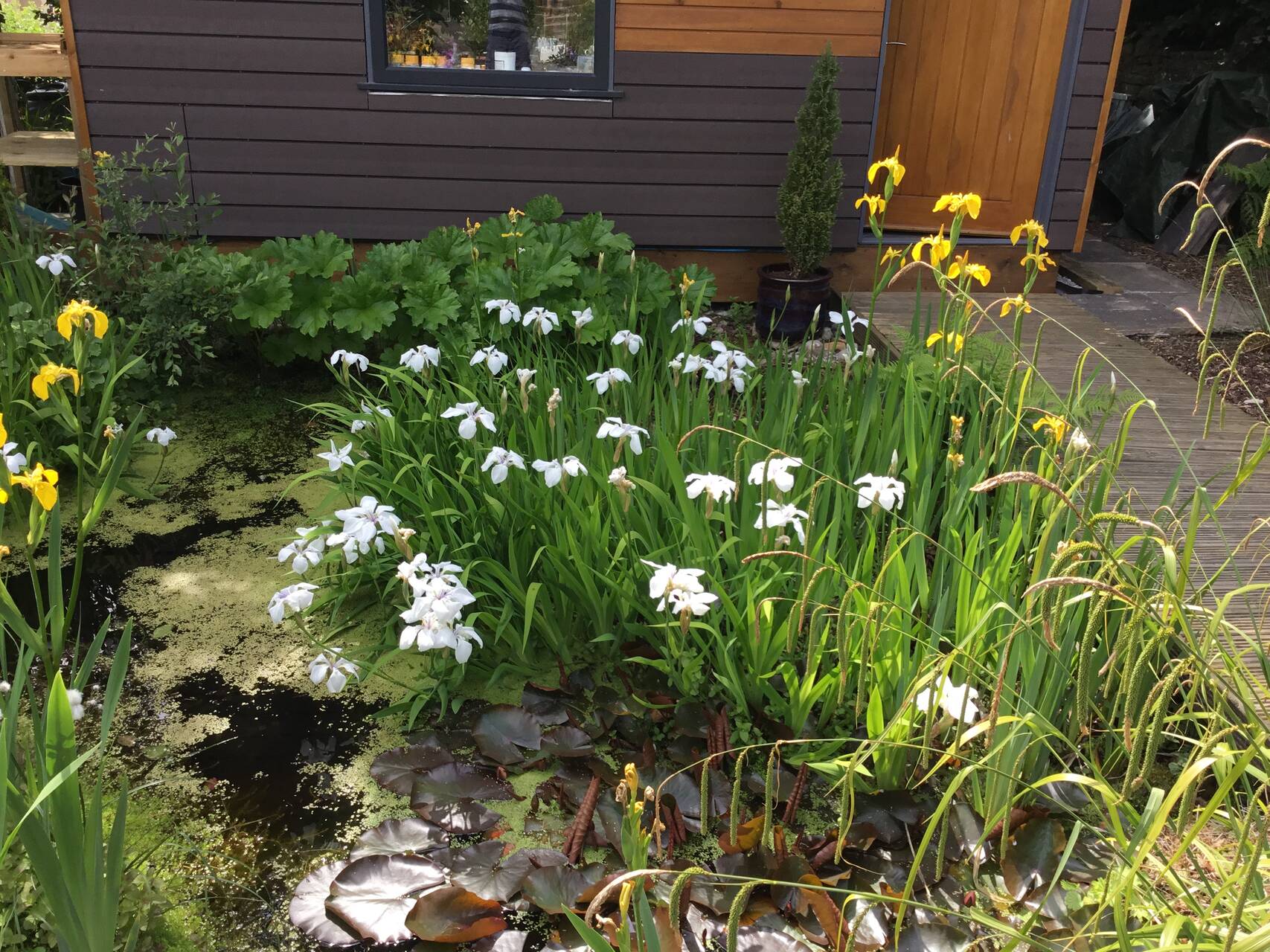 garden6